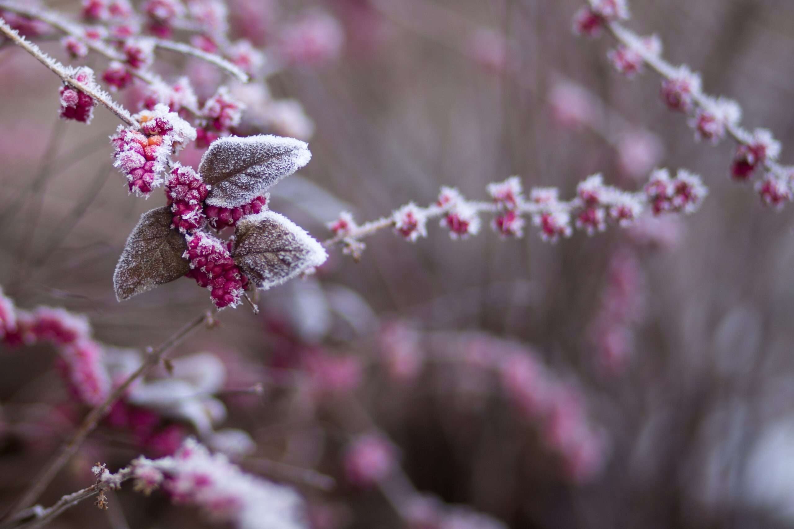 beautiful violet flowers covered in frost for January 2024 cleaning calendar